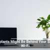 Houseplants Might Be Behind Your Sluggish Wi-Fi